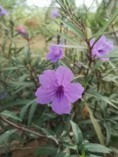 Waterkanon, Watrakanu, Minnieroot, Iron root, Feverroot, Popping pod, Cracker plant, Trai-no, Toi ting ACANTHACEAE, Britton’s Wild, Mexican Bluebell, Petunia violet flower blooming in garden on nature background waterkanon, watrakanu, minnieroot, raíz de hierro, feverroot, vaina de estallido, planta de galleta, trai-no, toi ting acanthaceae, britton's wild, campanilla mexicana, petunia flor violeta que florece en el jardín en el fondo de la naturaleza