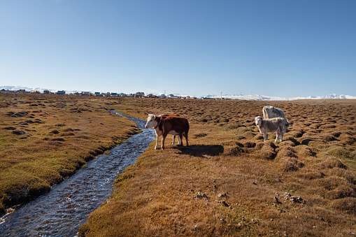 Cows on the bank of a stream. Cows standing near the water on autumn field.