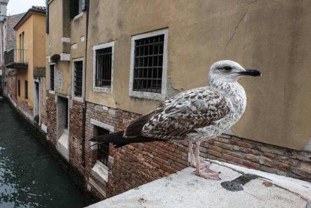 Seagull standing near canal bridge in Venice. Close-up of a seagull perched on a stone ledge beside a canal bridge in Venice, with soft water reflections in the background