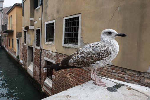 Seagull on Bridge in Venice Canal, Italy