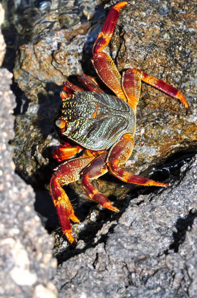 A sea crab climbed onto a rock