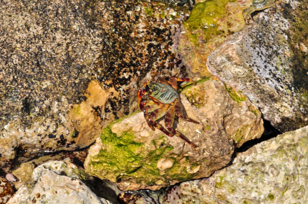 A sea crab climbed onto a rock