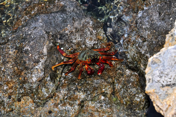 istock A sea crab climbed onto a rock 2134107553