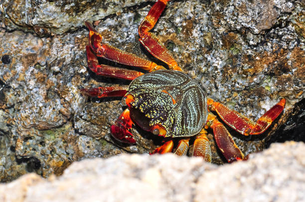 A sea crab climbed onto a rock