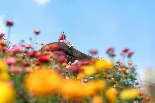 Cheerful beautiful asian woman sitting on the rock among the Straw flower or Everlasting flower blooming in the field at Phu Hin Rong Kla national park, Thailand