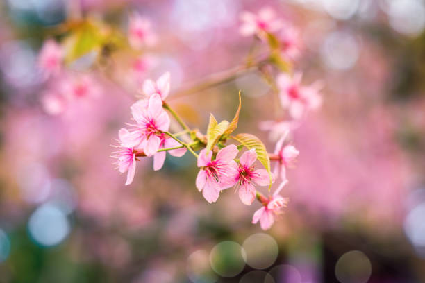 Beautiful Wild himalayan cherry tree or Prunus cerasoides with pink flower blooming in springtime on agriculture field at Phu Lom Lo, Phu Hin Rong Kla national park, Thailand