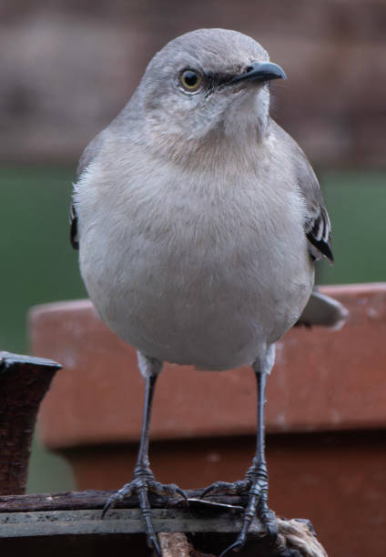 istock A Northern Mockingbird on the backyard deck 2134166954