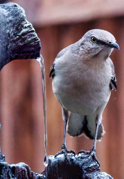 istock A Northern Mockingbird on the backyard deck 2134166958