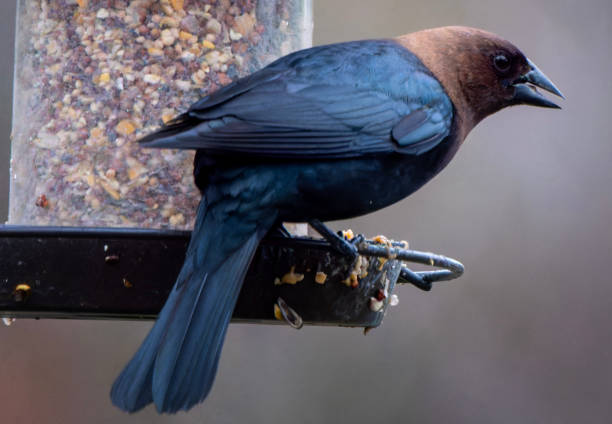 istock Brown-Headed Cowbird on the bird feeder 2134166973