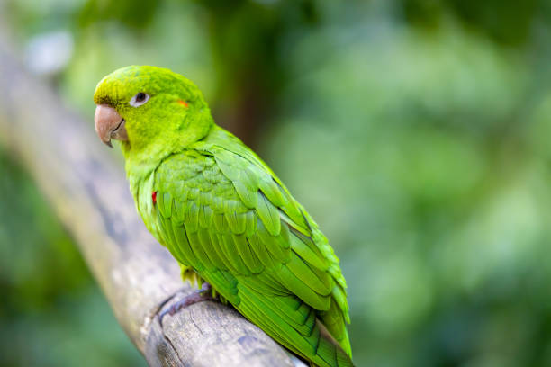 A beautiful view of a Rose-ringed parakeet or ring-necked parakeet (Psittacula krameri) in a green blurred background. West Bengal, India
