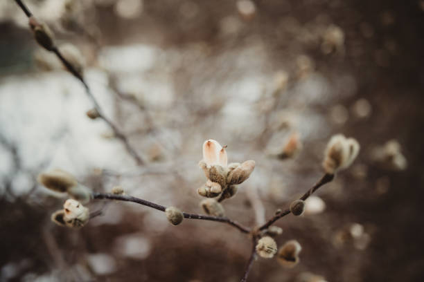 istock Early spring buds blooming on trees with snow on the ground 2134194238