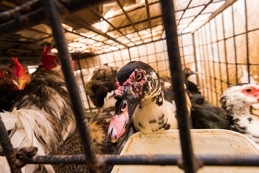 Muscovy Duck Locked in the Cage For Sale at the Ver o Peso Market in Belem City.
