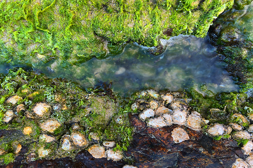 Top view of bright green of sea moss, seaweed on tidal pool  rockpool to create pattern on coastal headland.