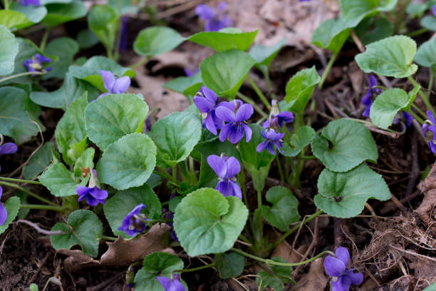 istock Viola odorata, common violet flowers closeup selective focus 2134217853