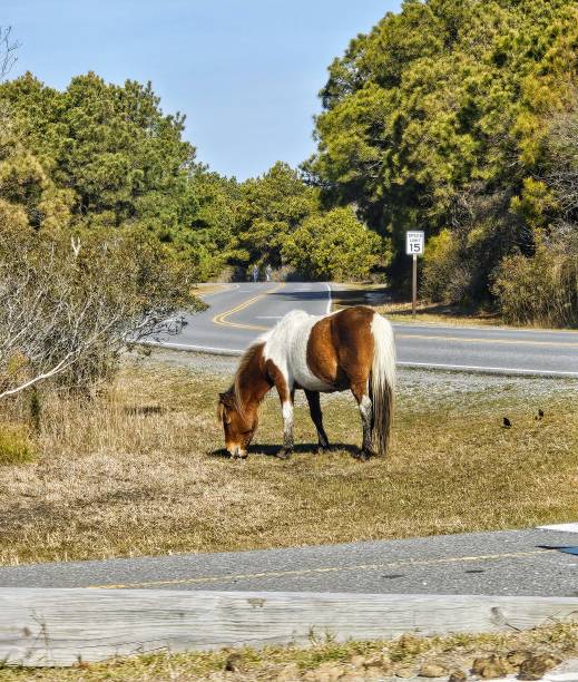 istock Roadside Chincoteague Pony 2134227770