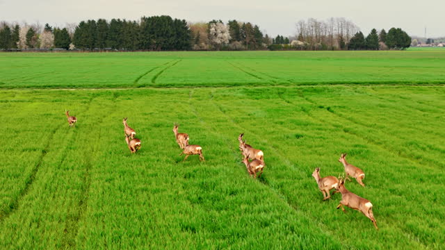 AERIAL Crane Shot of Herd Of Wild Roe Deer Running on Grassy Land in Village