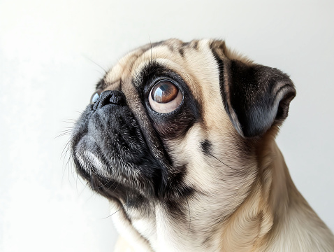 lovely pug dog portrait, side view, close-up, looking up