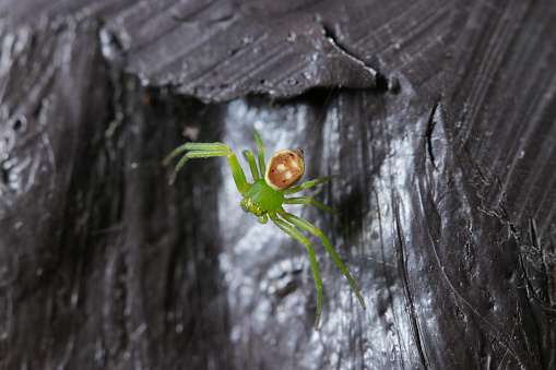 Very small juvenile Kohanagumo (Misumenops tricuspidatus) spider that is entirely green with a spotted brown abdomen (Natural+flash light, macro close-up photography)
