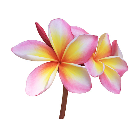 Plumeria or Frangipani or Temple tree flower. Close up single pink-yellow plumeria flowers bouquet isolated on white background
