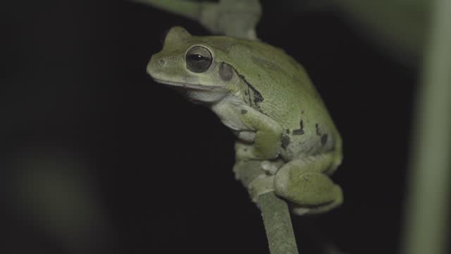 The common Mexican tree frog (Smilisca baudinii)