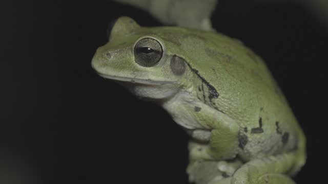 The common Mexican tree frog (Smilisca baudinii)