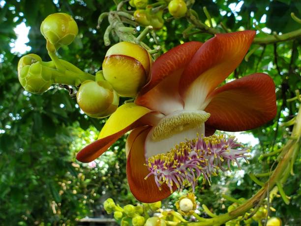 istock Cannonball Tree Flowering Plant 2134307479