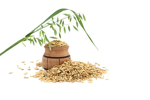 Unhulled oat grain seeds in small wooden barrel isolated on a white background. Agriculture, diet and nutrition
