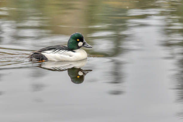 istock Common Goldeneye swimming in open water 2134352043
