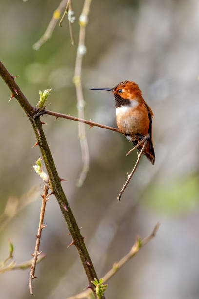 istock Rufous hummingbird (Selasphorus rufus), Richmond, BC, Canada 2134352047