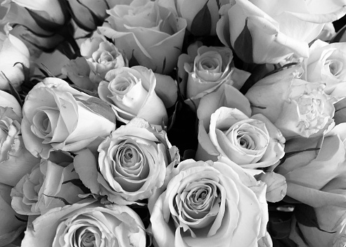 Black and white close-up of fresh cut roses