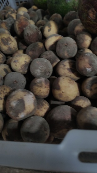 The ripe fruit of Manny Duku or Lansium domesticum is brownish black and tastes sweet on the inside, much sought after by people who rarely find this fruit. The price is also quite cheap.