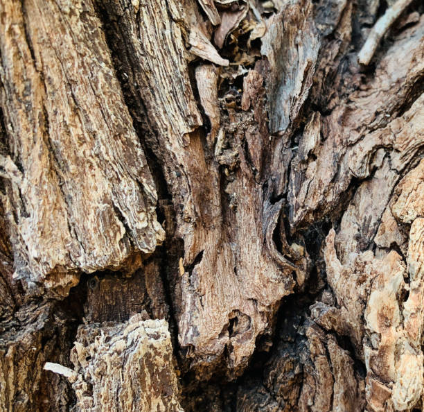 Antique and textured tree bark, suitable for wallpapers or backgrounds, kulit kayu, Bark pattern is seamless texture from tree, nature, trunk, tree, bark, hardwood, trunk, tree, trunk