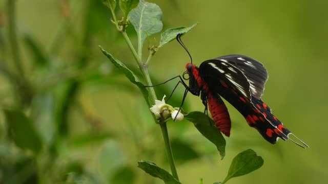 Butterfly wings -red - green leafs .