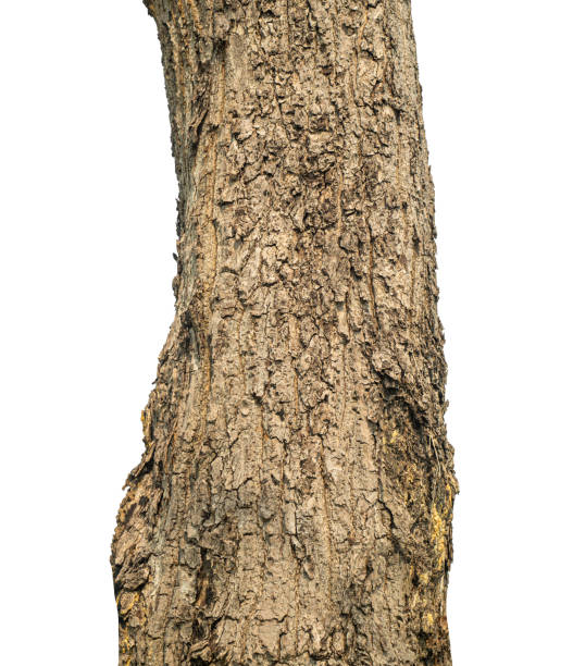 istock Trunk of a tree Isolated On White Background. 2134404373