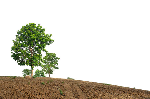 Group of green trees on a mound on a white background.