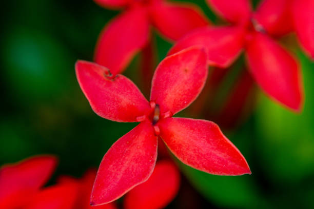 Chinese ixora Plant Close-up shot - Macro