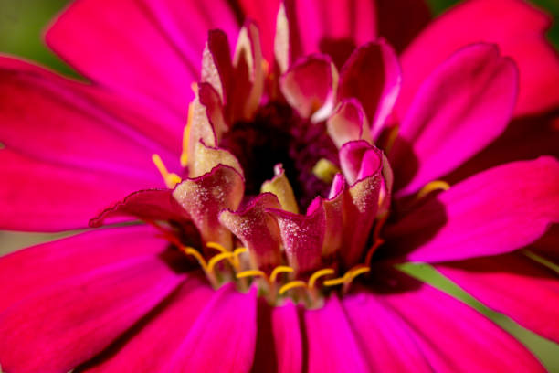 Zinnia Flower - Pink - Macro