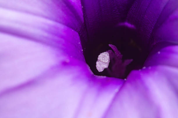 Purple and white flower of the Pansy Bloom plant looks beautiful with an almost fuzzy green leaf behind.