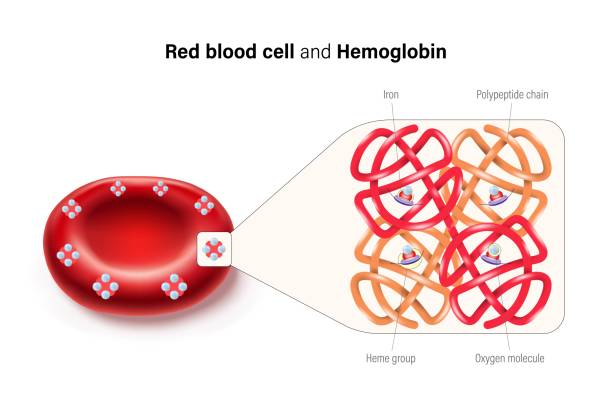 ilustrações, clipart, desenhos animados e ícones de red blood cell and hemoglobin vector. heme groups,  and  subunits, iron atoms and oxygen molecule. - célula alfa