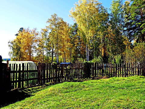 a bright sunny autumn morning in a mixed forest, a wooden fence and a green lawn in the foreground