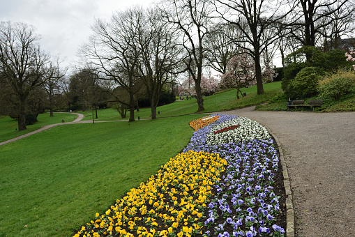 Pansy bed in the Wuppertal Botanical Garden in spring, Germany