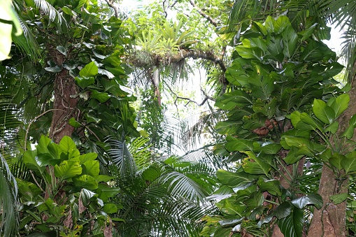 Dense tropical forest, with vines, epiphetes, lianas