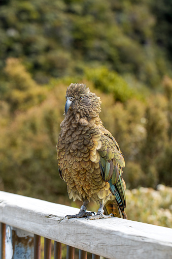Curious Kea perched in the wild, encapsulating the spirit of New Zealand's majestic alpine fauna. Travel