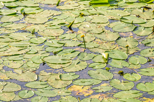 Yellow water lily flower, Nuphar lutea, blooming yellow among the green leaves on the water of the lake. Yellow water flowers in lake, aquatic ecosystem