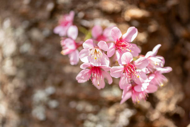 Wild Himalayan Cherry (Prunus cerasoides) or thai sakura flower