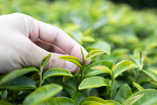 Green tea leaf in the morning, tea plantation