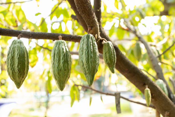 Cacao tree with cacao pods in a organic farm.