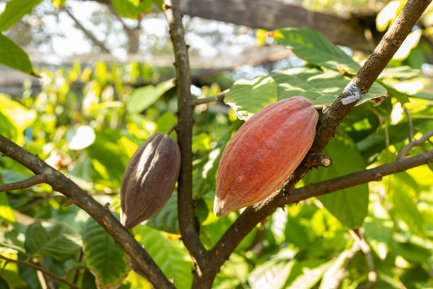 Cacao Tree (Theobroma cacao). Organic cocoa fruit pods in nature.