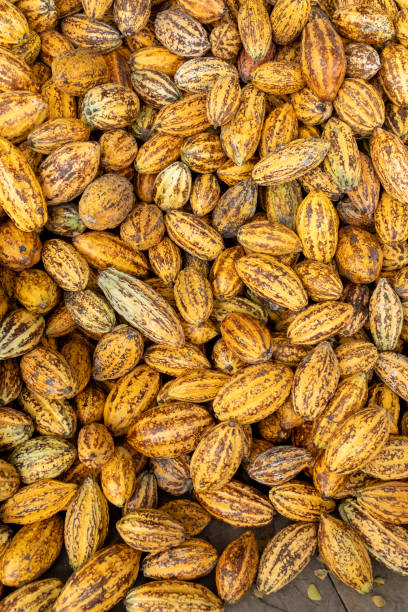 istock Cocoa beans and cocoa pod on a wooden surface. 2134434291