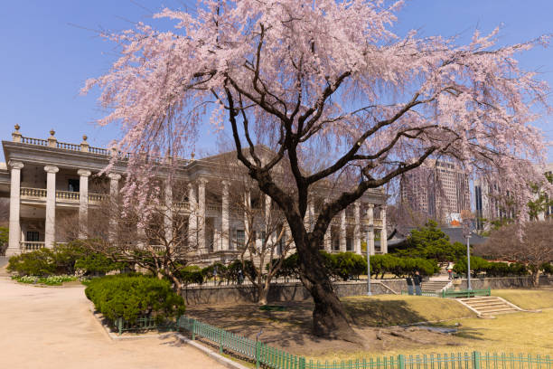 istock Spring Flowers at Deoksugung Palace 2134446842